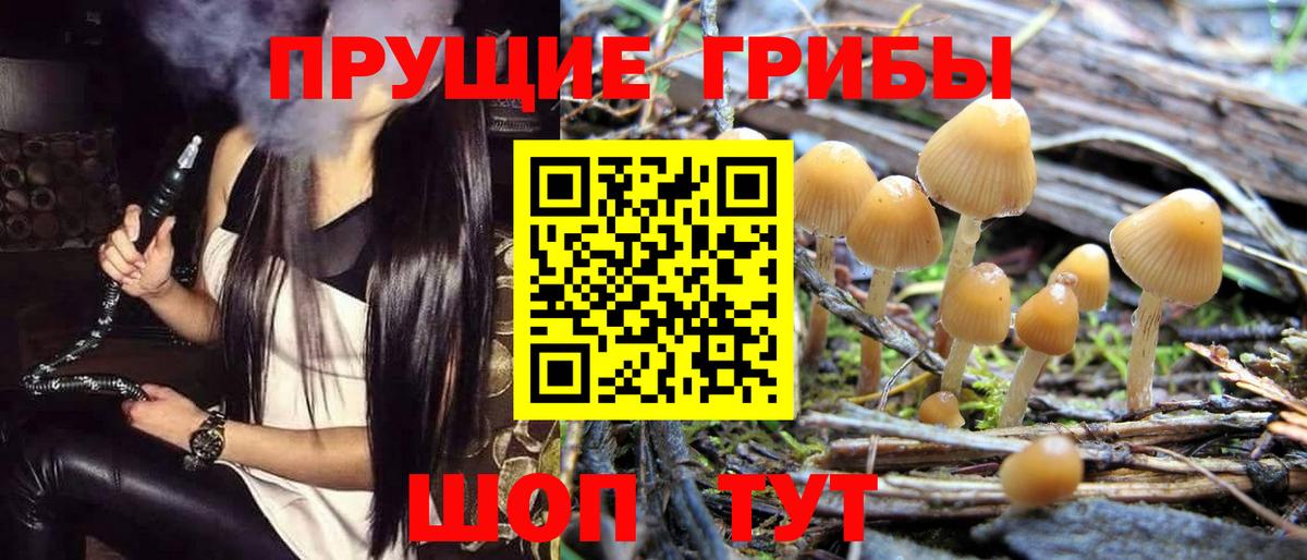 где купить наркотик  Псилоцибиновые грибы GOLDEN TEACHER  Вход с VPN  Сухой Лог 